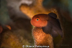 Redhead Stylophora Goby (Paragobiodon echinocephalus) by Oksana Maksymova 